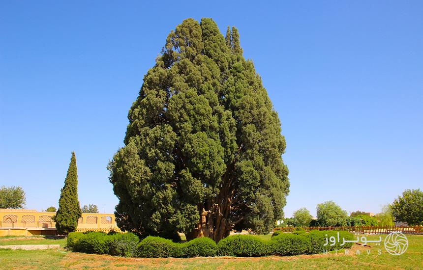 Abarkooh Ancient Cypress Tree